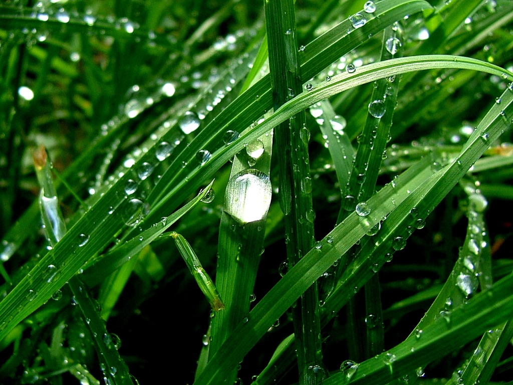 [rain+drops+on+grass.jpg]