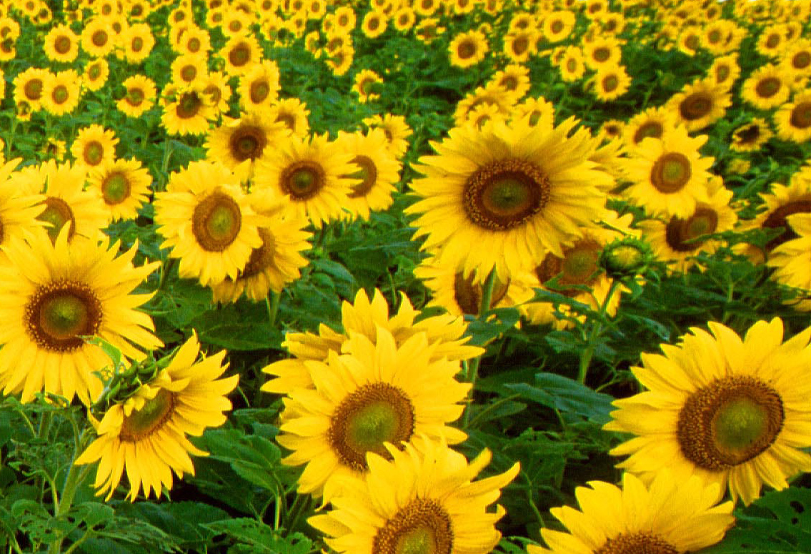 [sunflower+fields.jpg]