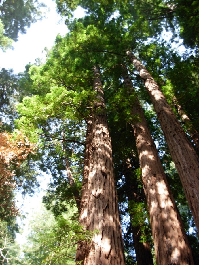 [Mighty+Redwoods.jpg]