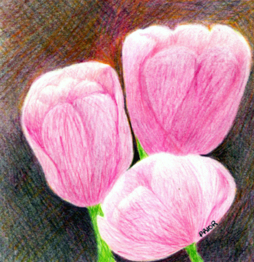 [Three-pink-tulips.gif]