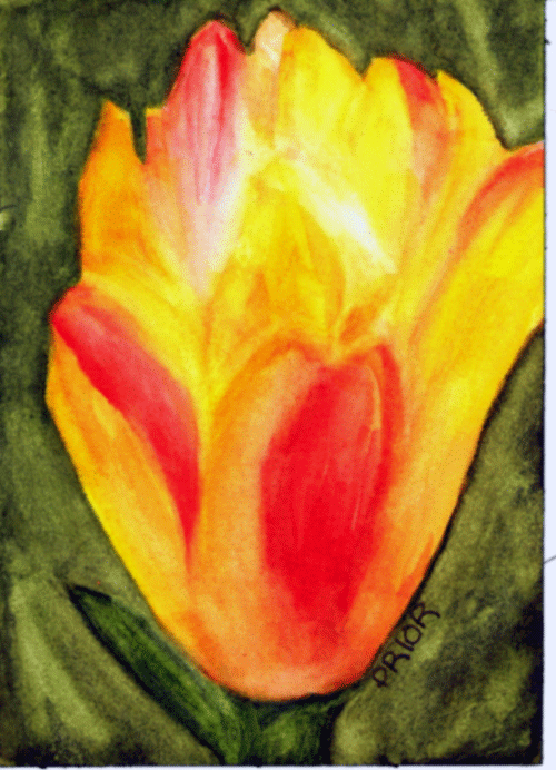[Tulip-orange-and-yellow-imp.gif]