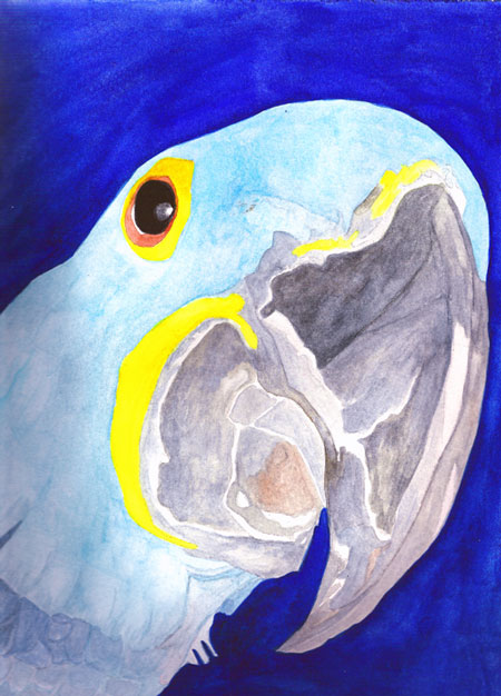 [blue-parrot.jpg]
