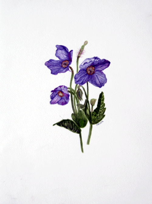 [himalayan-purple-poppy.gif]