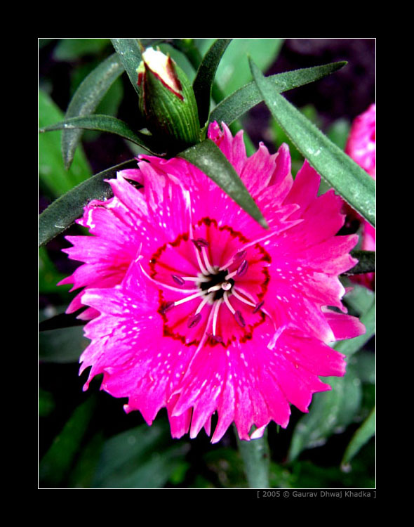 [gaurav.dhwaj.khadka.flower.nepal+(13).jpg]