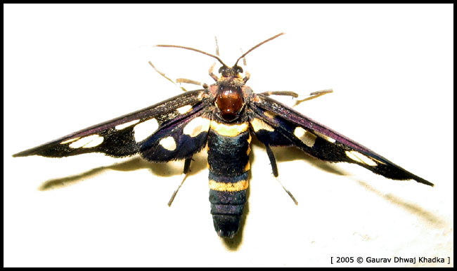 [Moth.or.a.bug.gaurav.dhwaj.khadka.jpg]