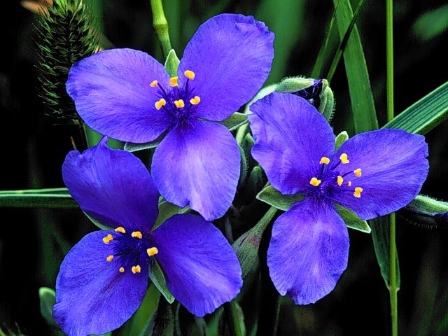 [Ws+Flowers+1+-+Midnight+Blue.jpg]