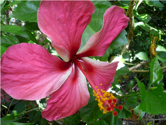 [hibiscus+pink.gif]