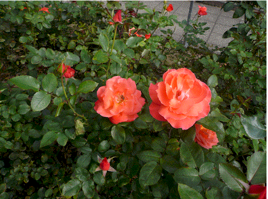 [orange+rose.gif]