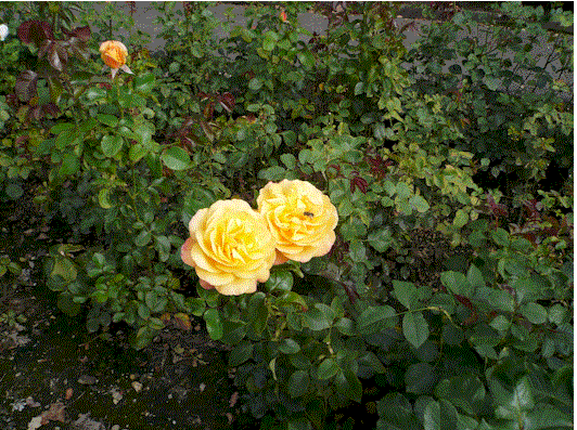 [yellow+rose.gif]