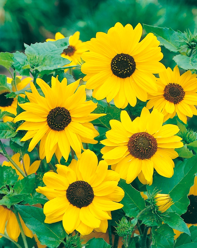 [sunflowers.jpg]