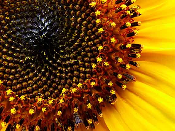 [Jul12_(B)_Sunflower.jpg]