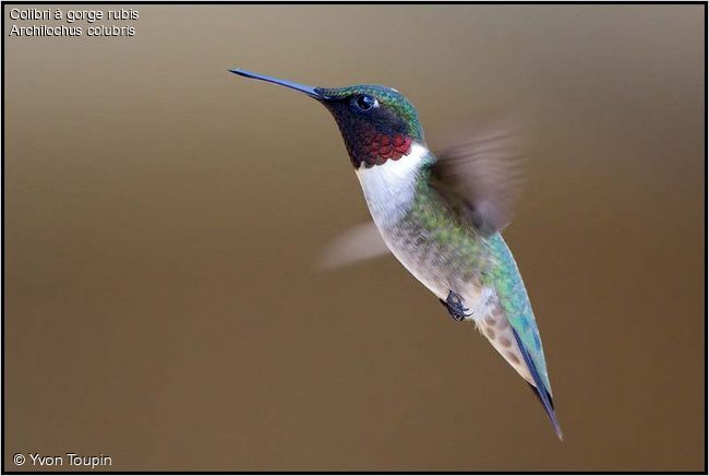 [colibri.a.gorge.rubis.yvto.5g.jpg]