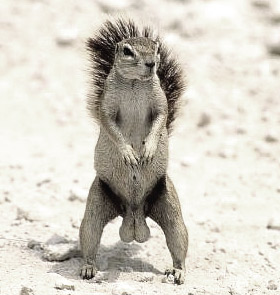 [army+squirrel+nuts.jpg]
