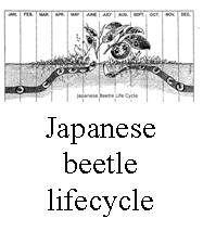 [japbeetlelifecycle.jpg]