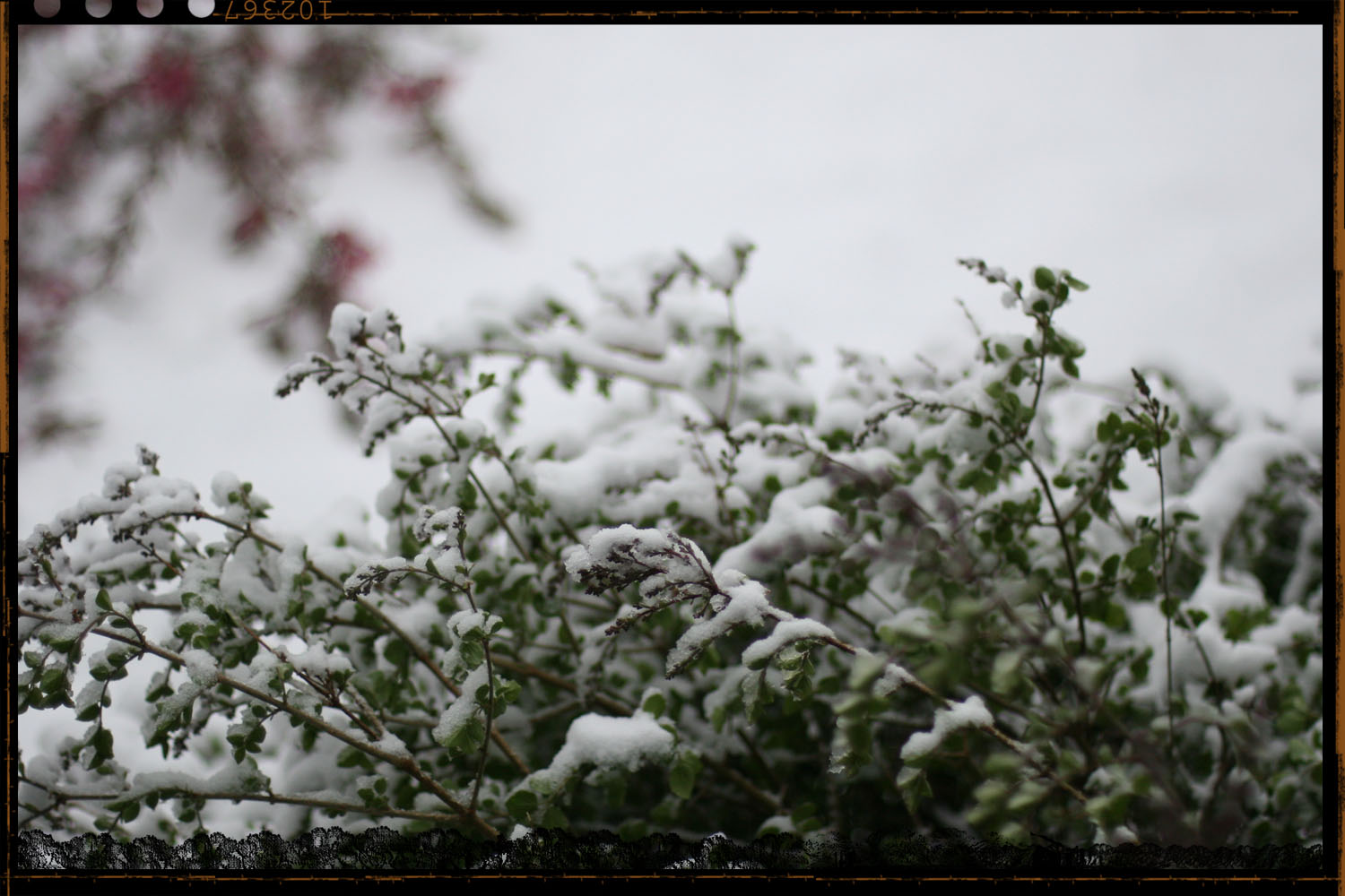 [snow+in+May+003.jpg]