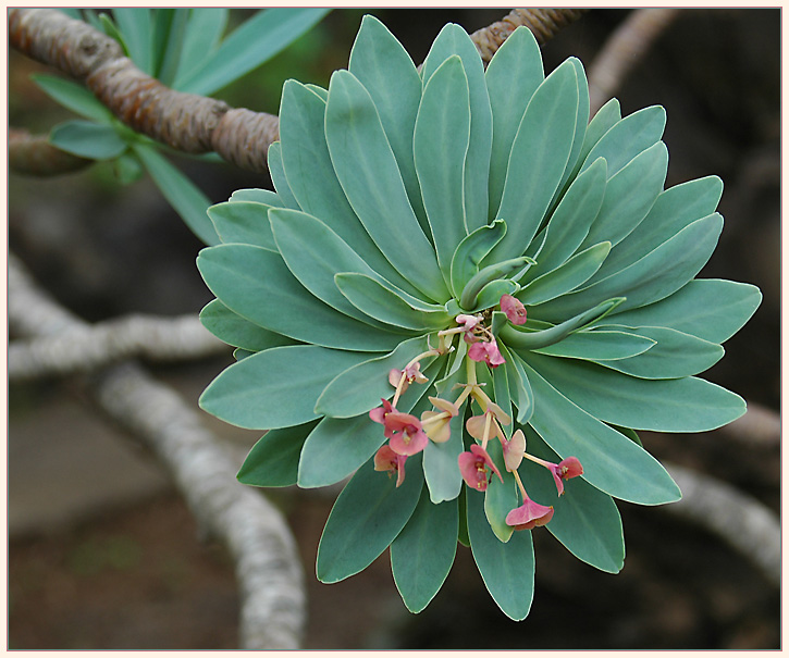 [Euphorbia.jpg]