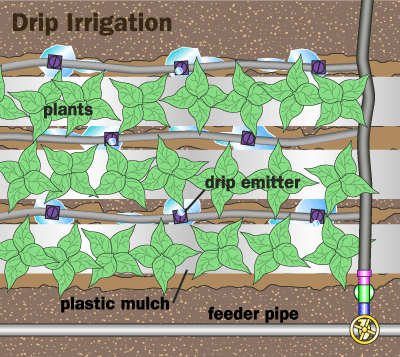 [irrigation-dripline.gif]