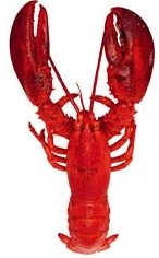 [lobster.jpg]