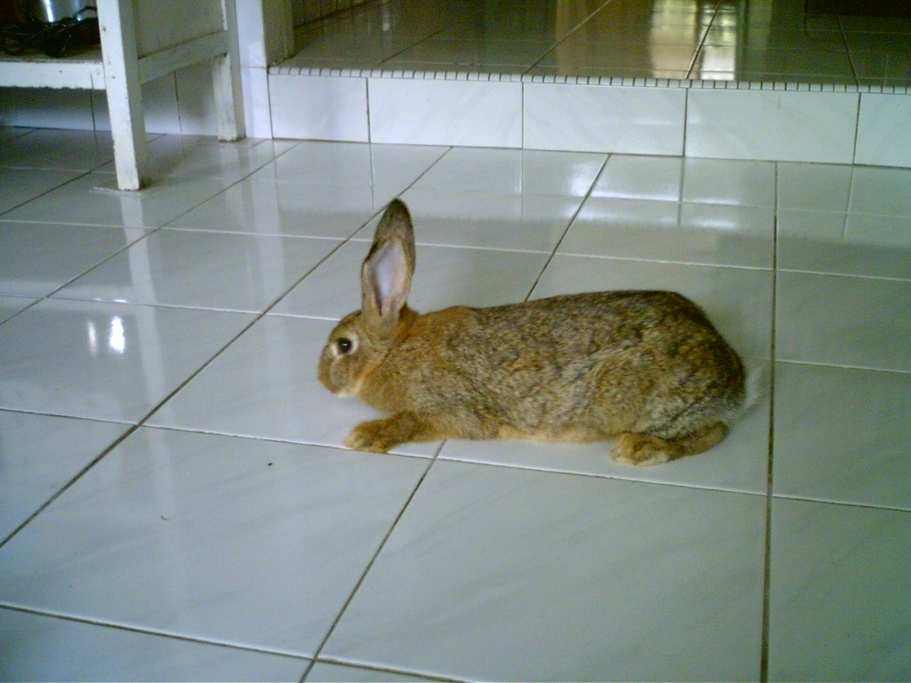 [Bunny1.jpg]
