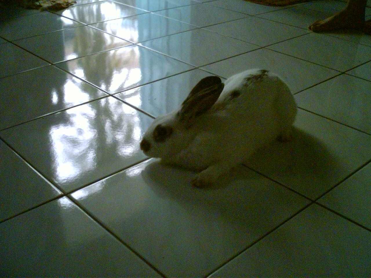 [Bunny3.jpg]