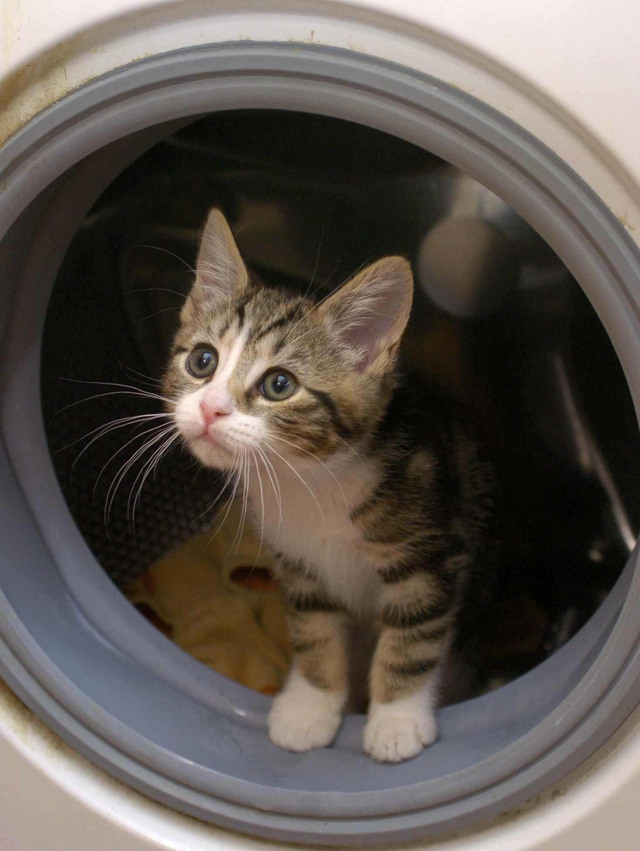 [Cat+in+washing+machine.jpg]