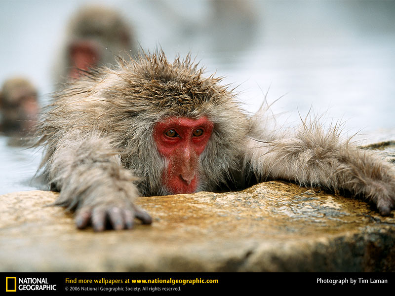 [japanese-macaque-hotspring.jpg]
