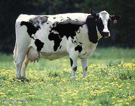 [cow.JPG]