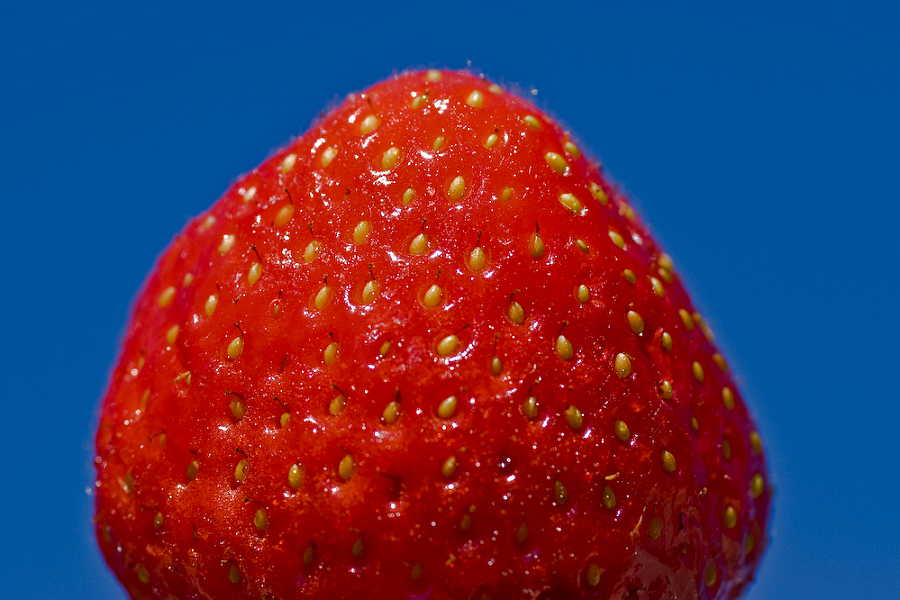 [strawberry+a.JPG]