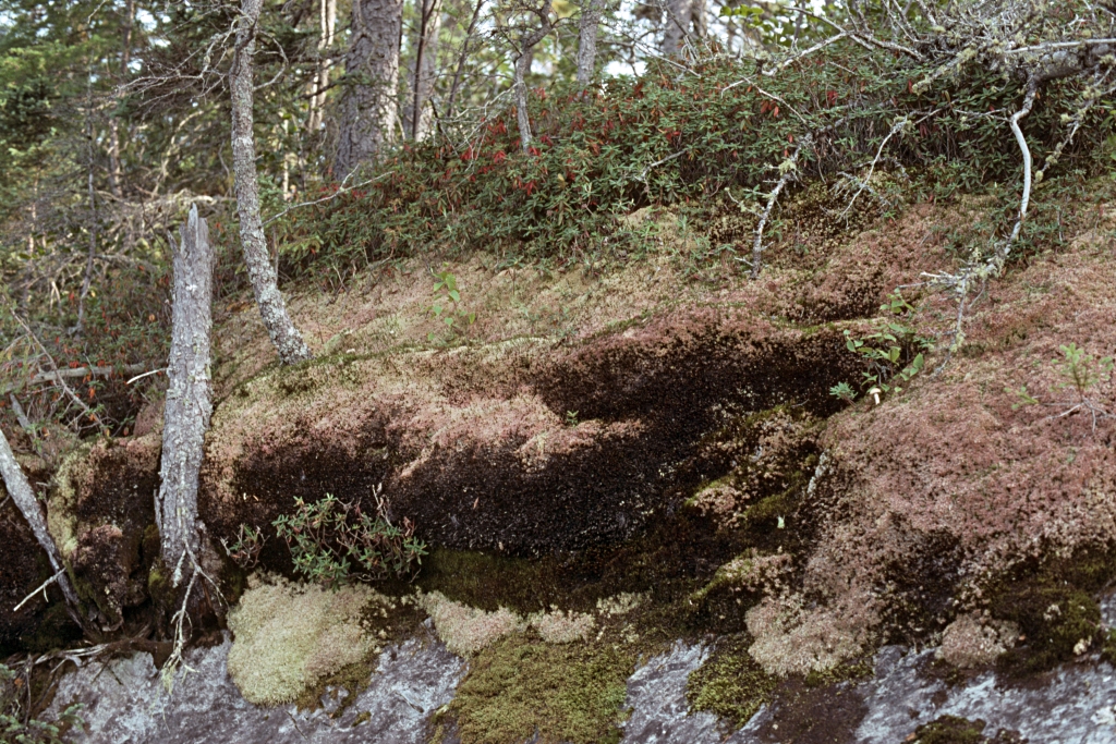 [Lichens+Moss+Berries+&+Cedars.jpg]