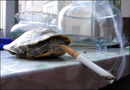 [smoking-tortoise.jpg]