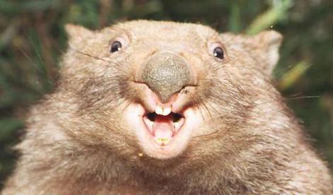 [wombat.jpg]