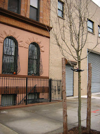 A Tree Grows in the Bronx