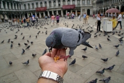 [pigeon.JPG]