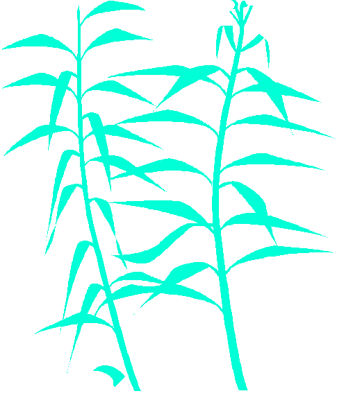 [bambu.2.gif]