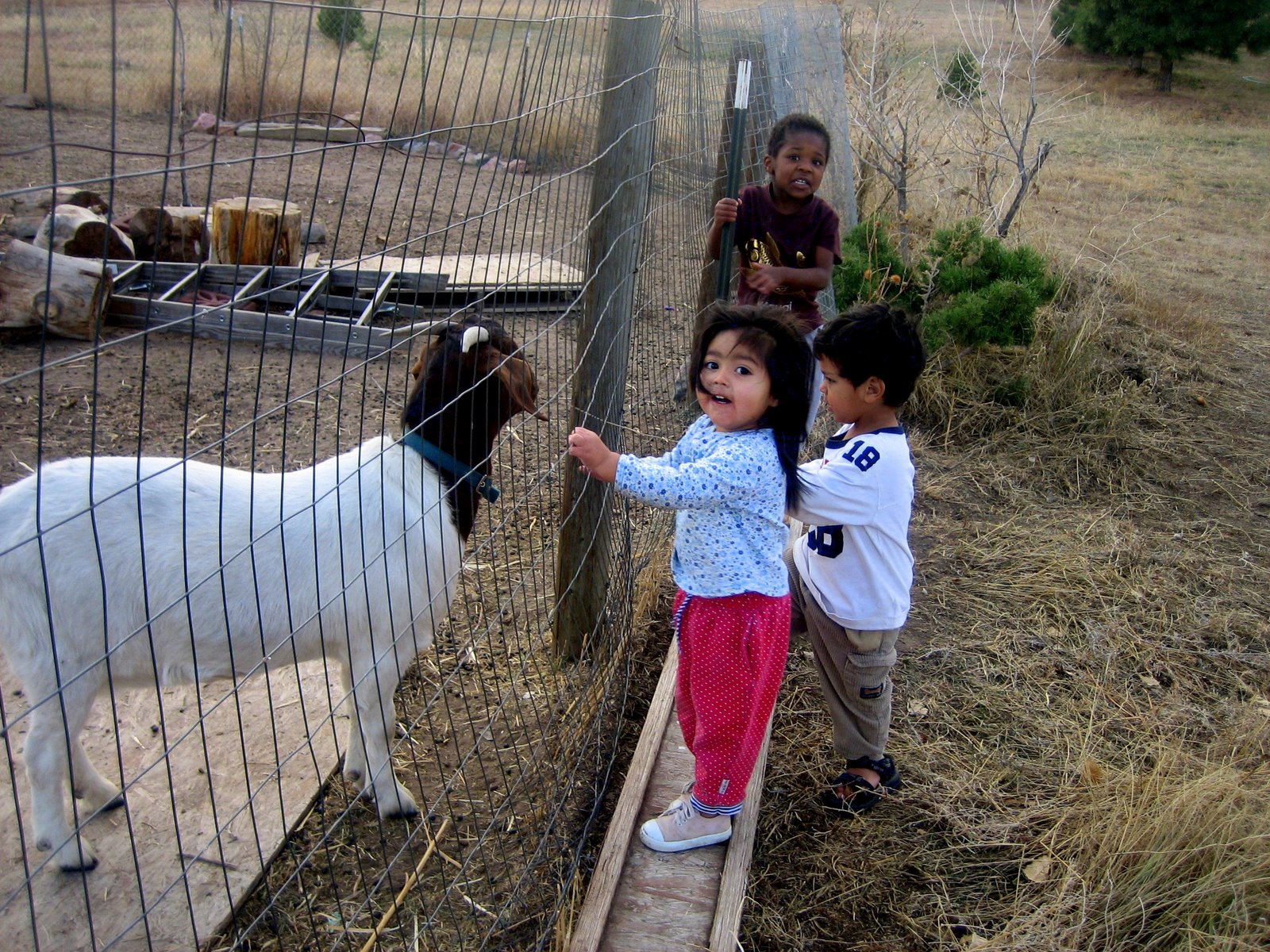 [goat+and+children.jpg]