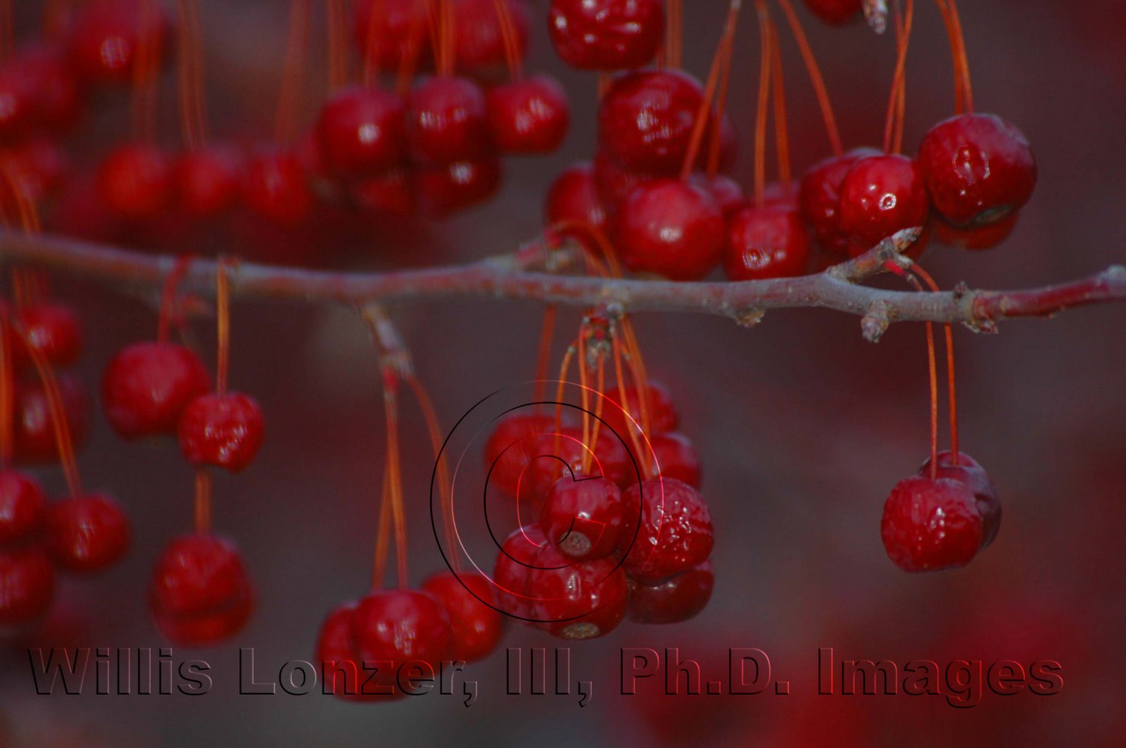 [Red_Berries-2006+copy.jpg]