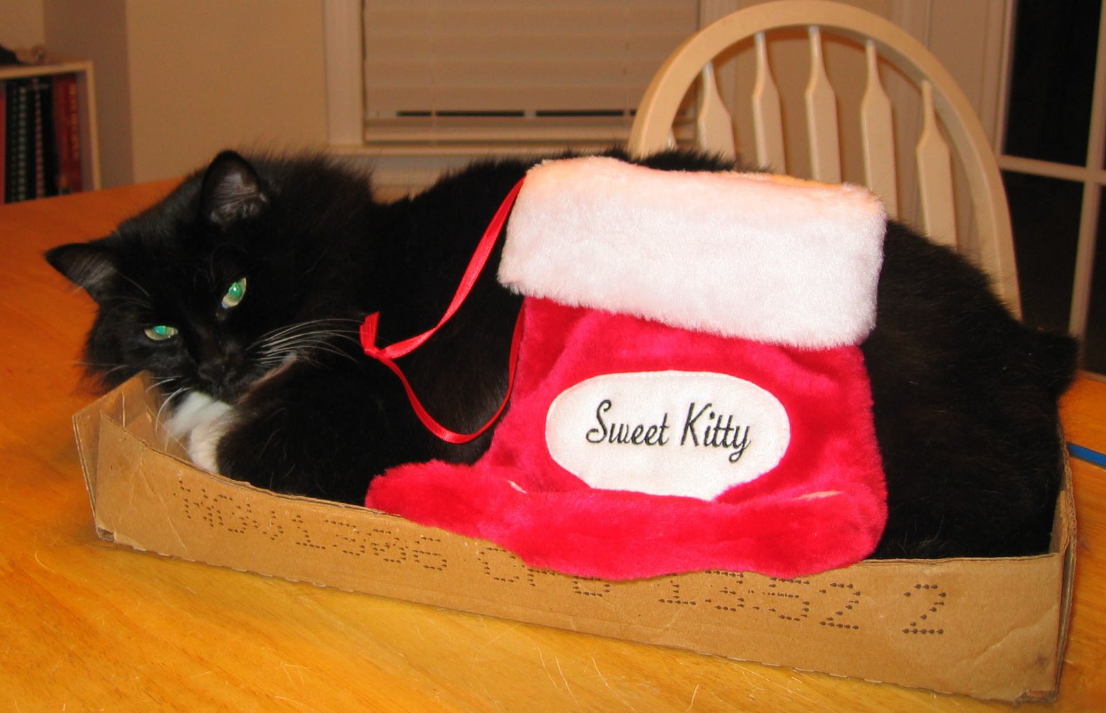 [Kitty.Christmas.jpg]