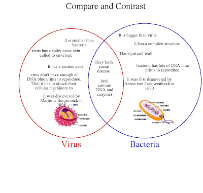 difference between bacteria and virus structure