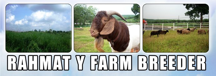 Rahmat Y Farm Breeder - Penternak Kambing Boer