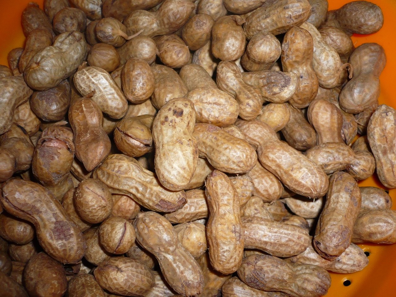 [boiled+peanuts.JPG]