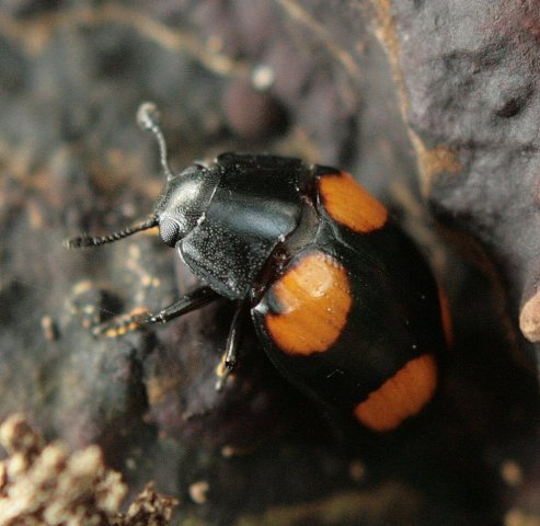 [beetle+IMG_5259.jpg]