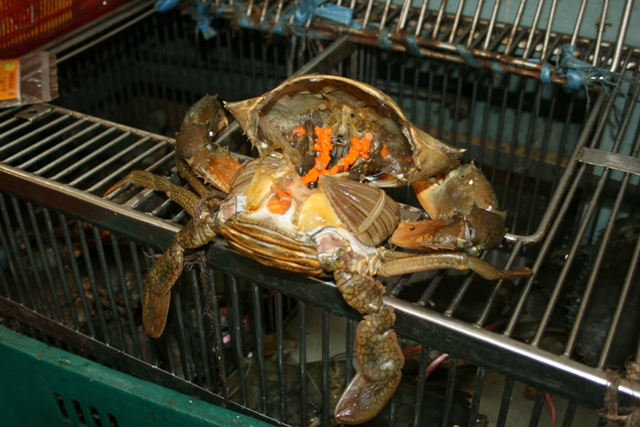 [Crab.JPG]