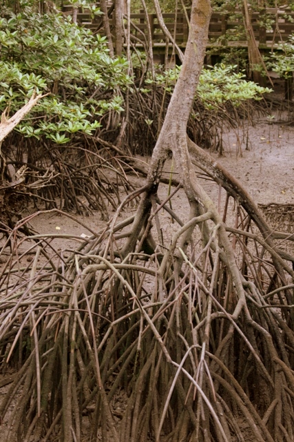 [IMG_4833+mangrove.JPG]