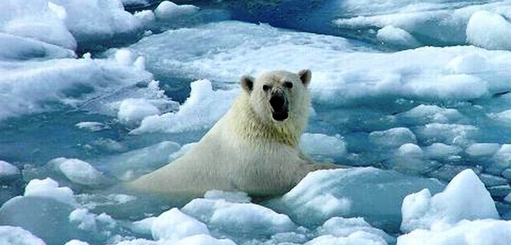 Cada vez más osos polares se mueren ahogados debido al deshielo del Ártico ¡Sólo quedan 3 mil osos!