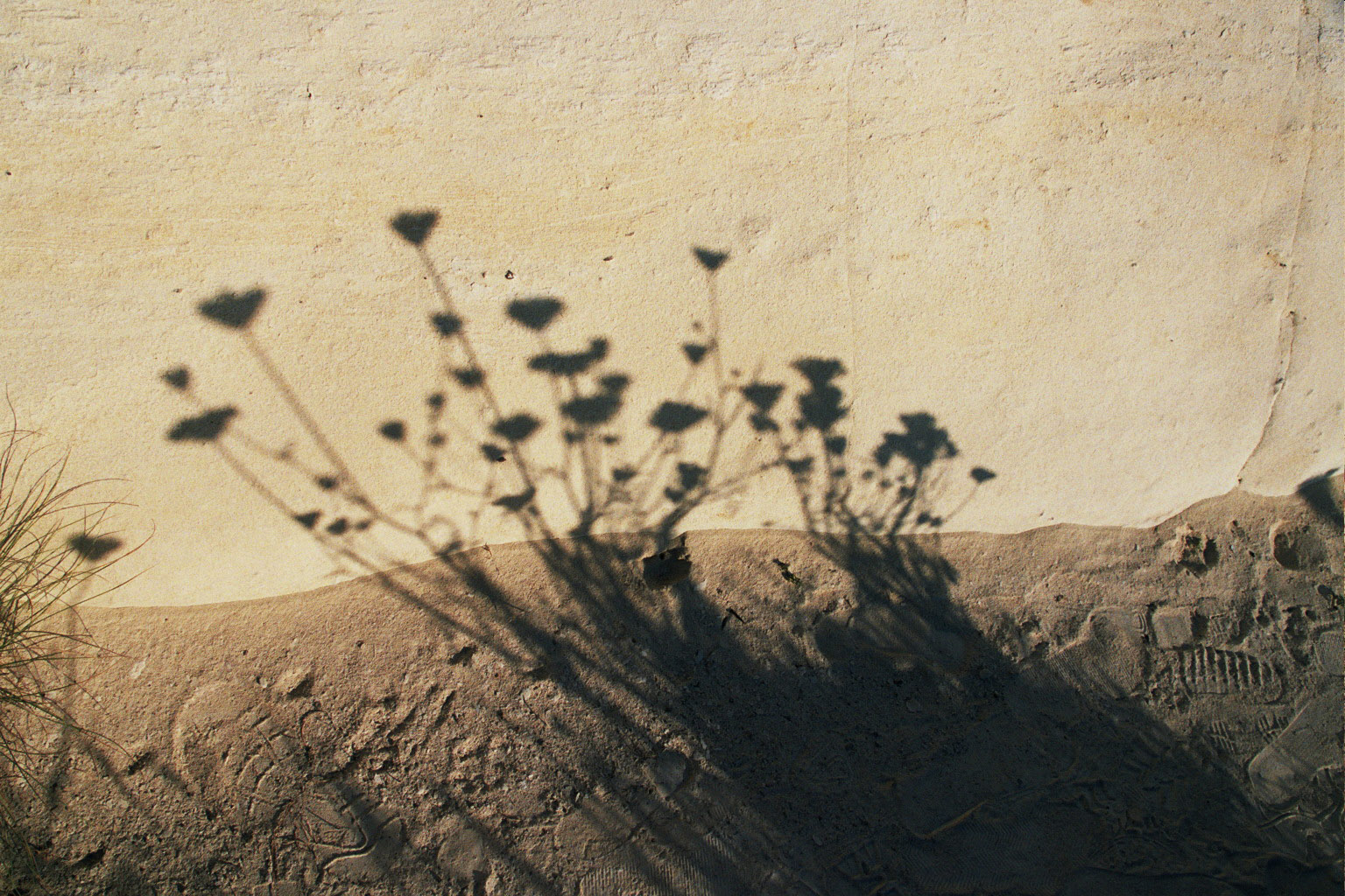 [shadowplant.jpg]