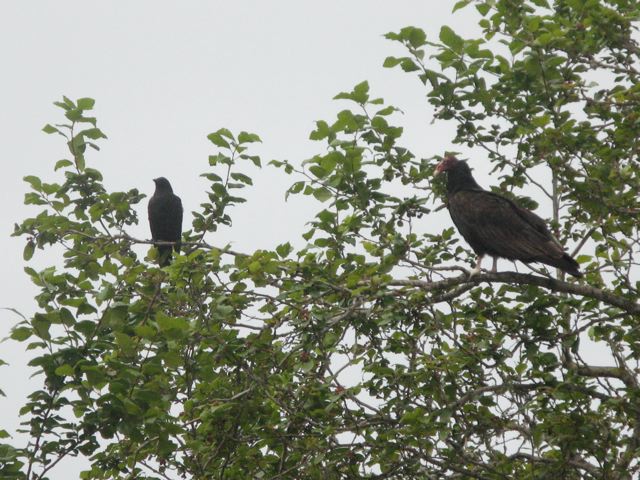 [vulture+in+tree.jpg]