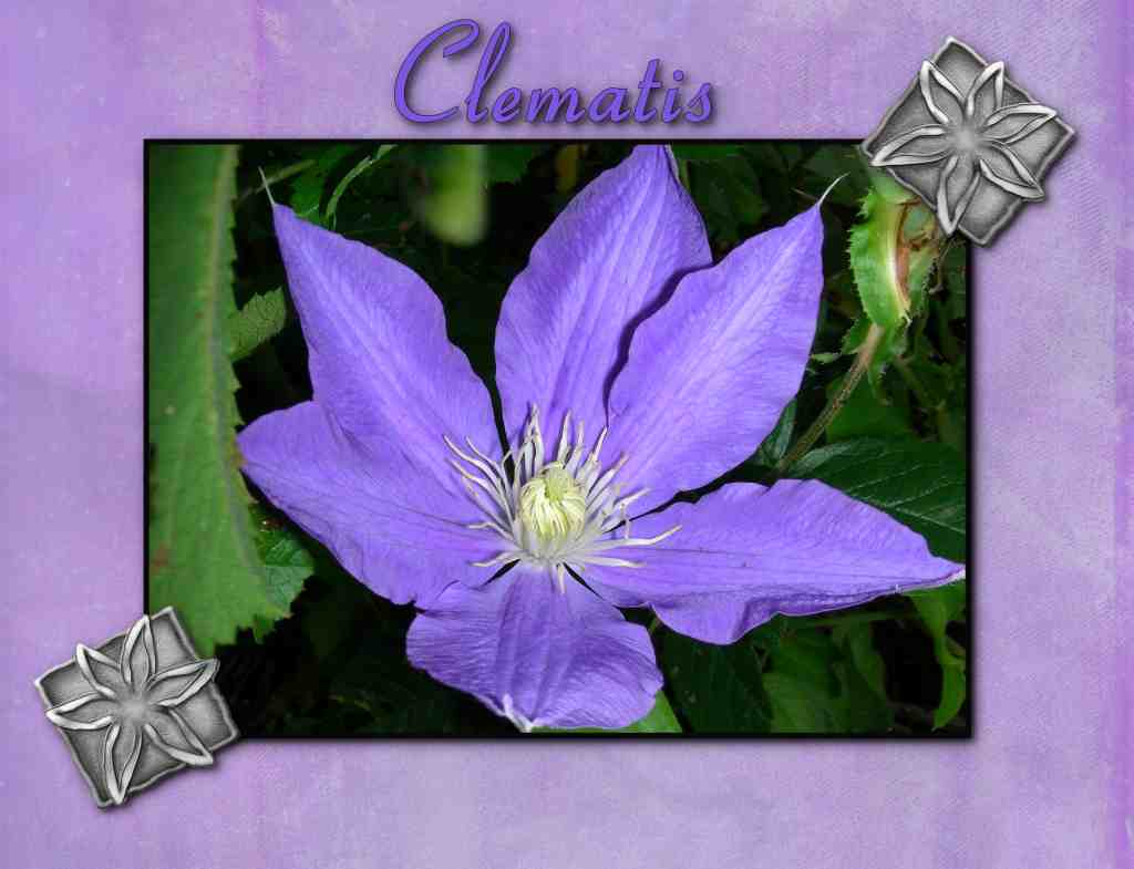 [Clematis+Small.jpg]