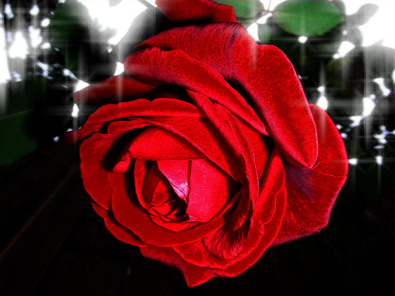 [Rose+Special.jpg]