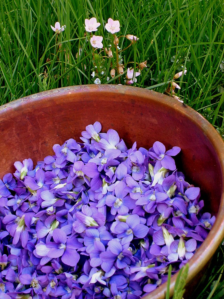 [violets+in+bowl.JPG]