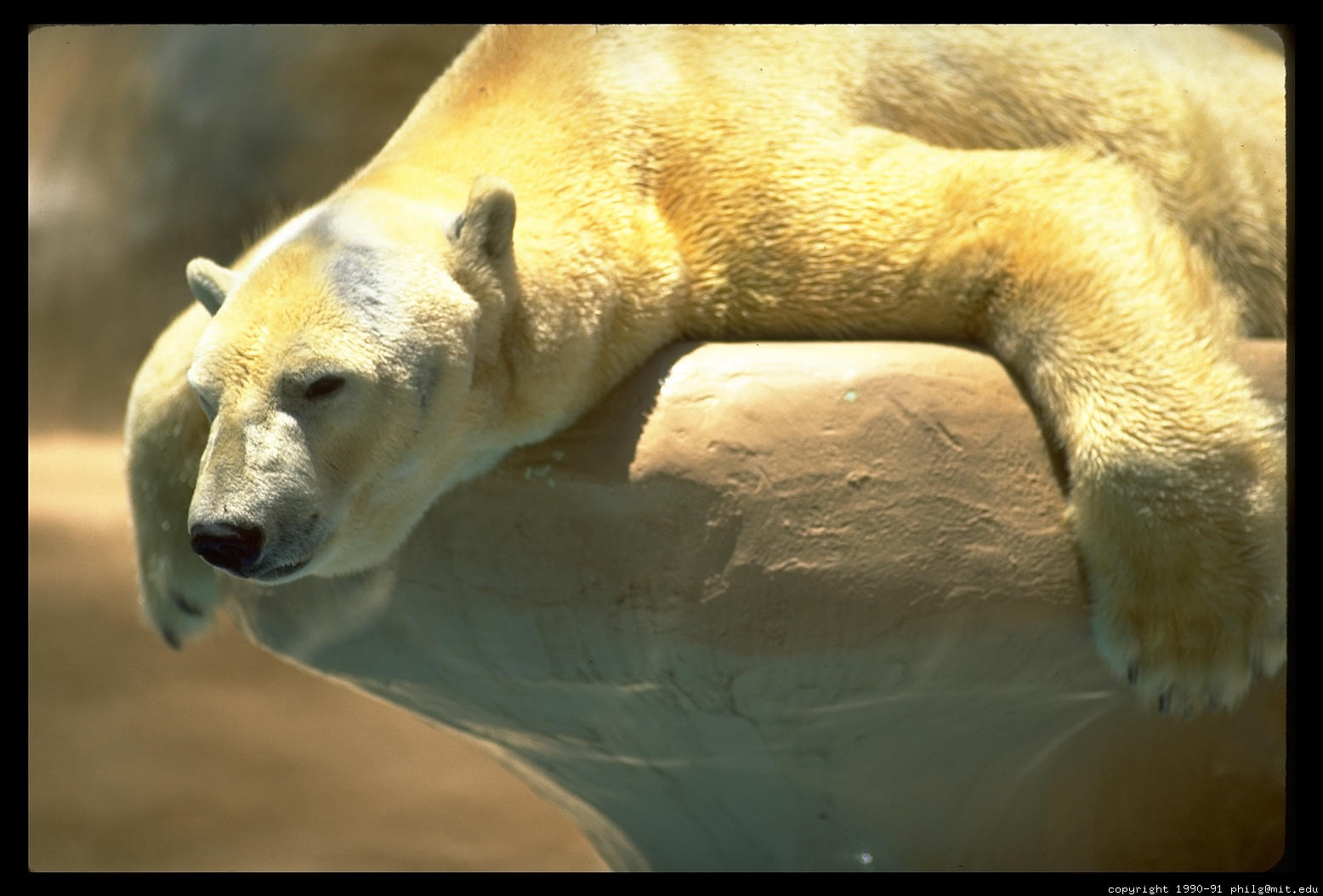 [polar-bear-slumped-60.4]
